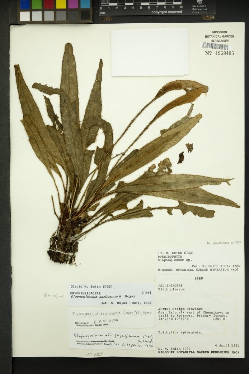 Elaphoglossum gamboanum