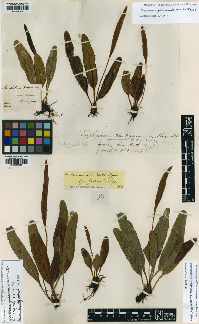 Elaphoglossum gardnerianum