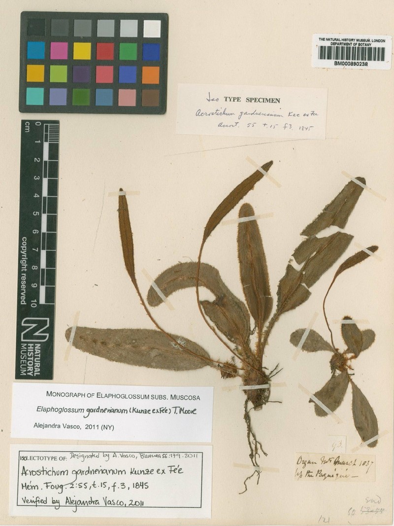 Elaphoglossum gardnerianum photo 2