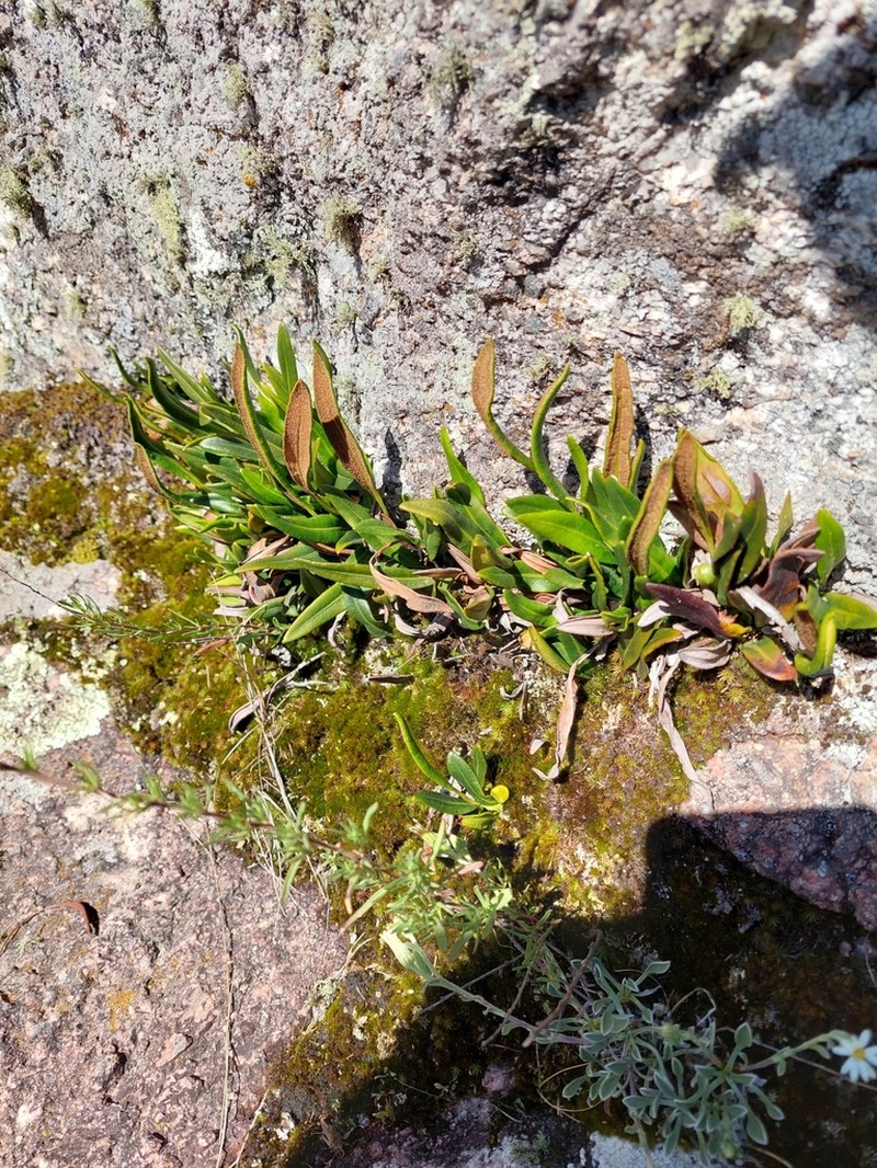 Elaphoglossum gayanum