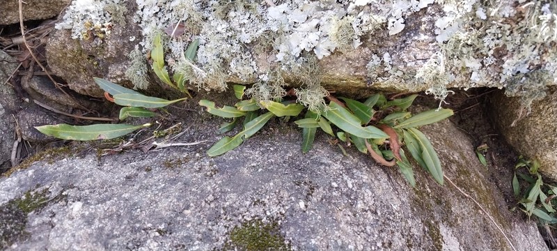 Elaphoglossum gayanum photo 2