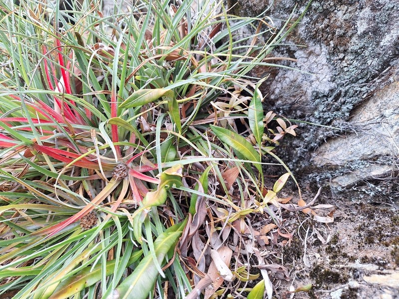 Elaphoglossum gayanum photo 3
