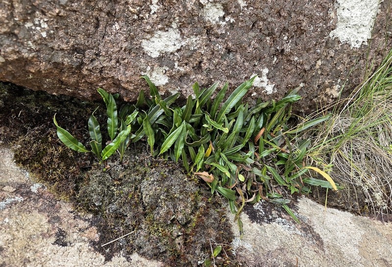Elaphoglossum gayanum photo 4