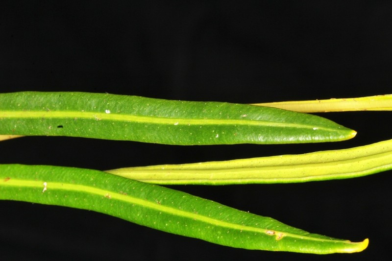 Elaphoglossum gayanum photo 5