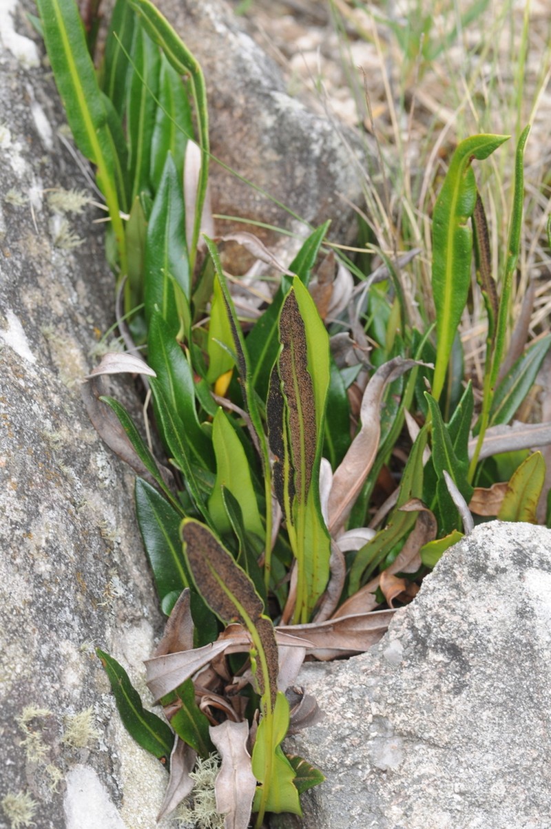 Elaphoglossum gayanum photo 6