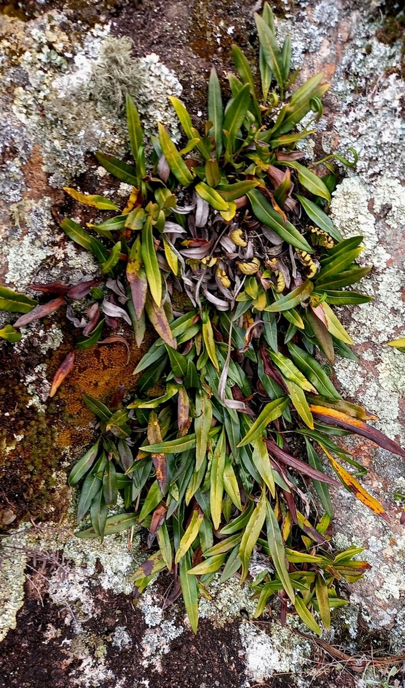 Elaphoglossum gayanum photo 7