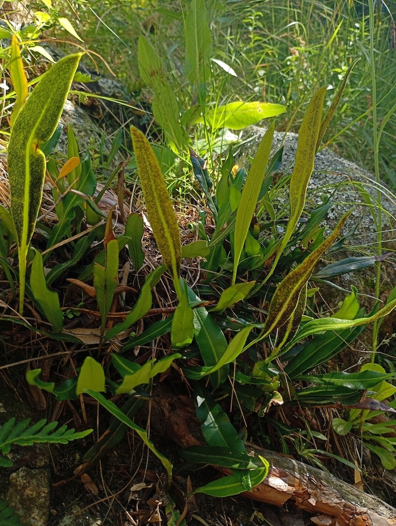 Elaphoglossum gayanum photo 8