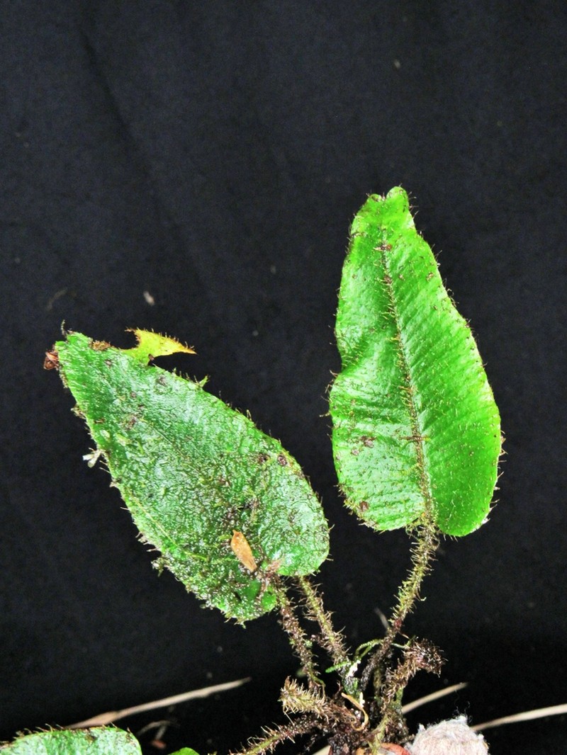 Elaphoglossum gemmatum