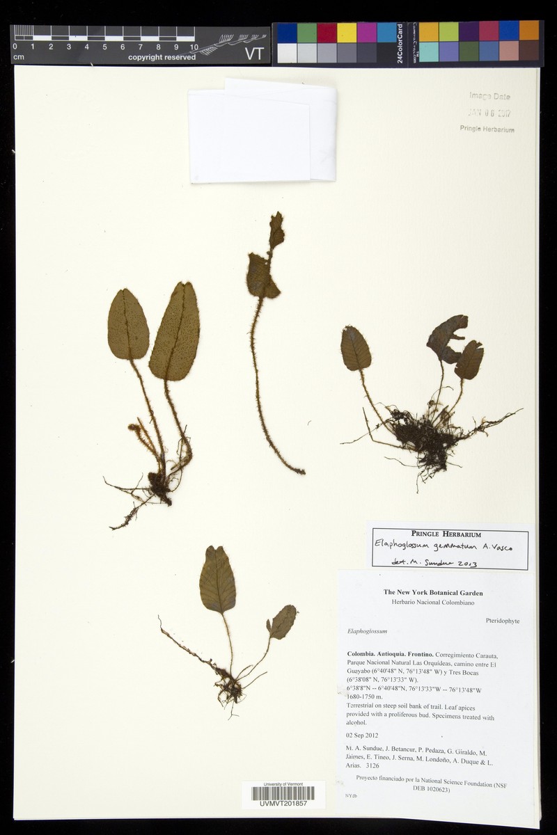 Elaphoglossum gemmatum photo 2