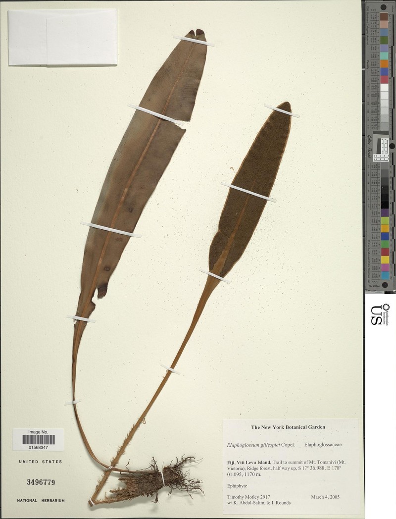 Elaphoglossum gillespiei