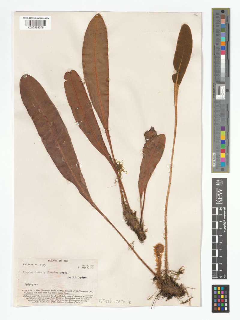 Elaphoglossum gillespiei photo 2
