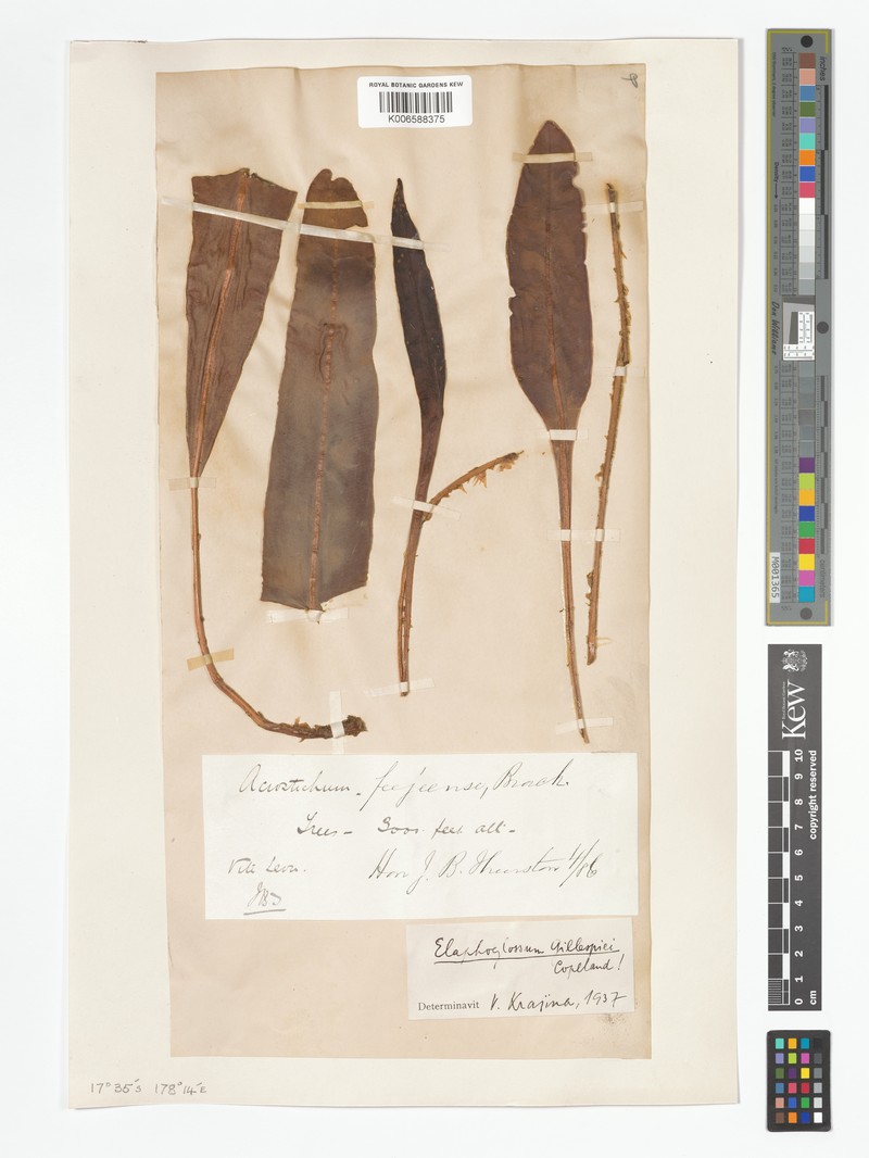 Elaphoglossum gillespiei photo 3