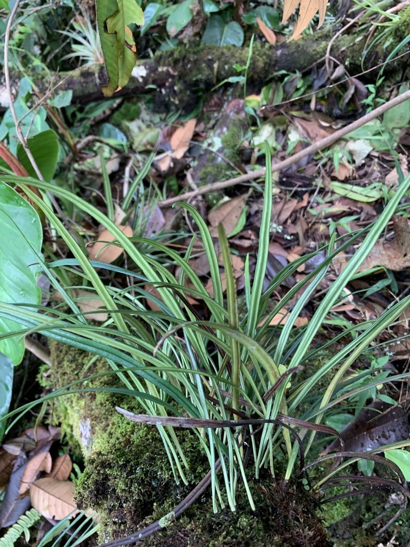 Thickroot Tonguefern