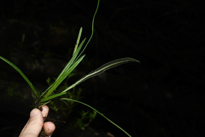 Thickroot Tonguefern photo 2