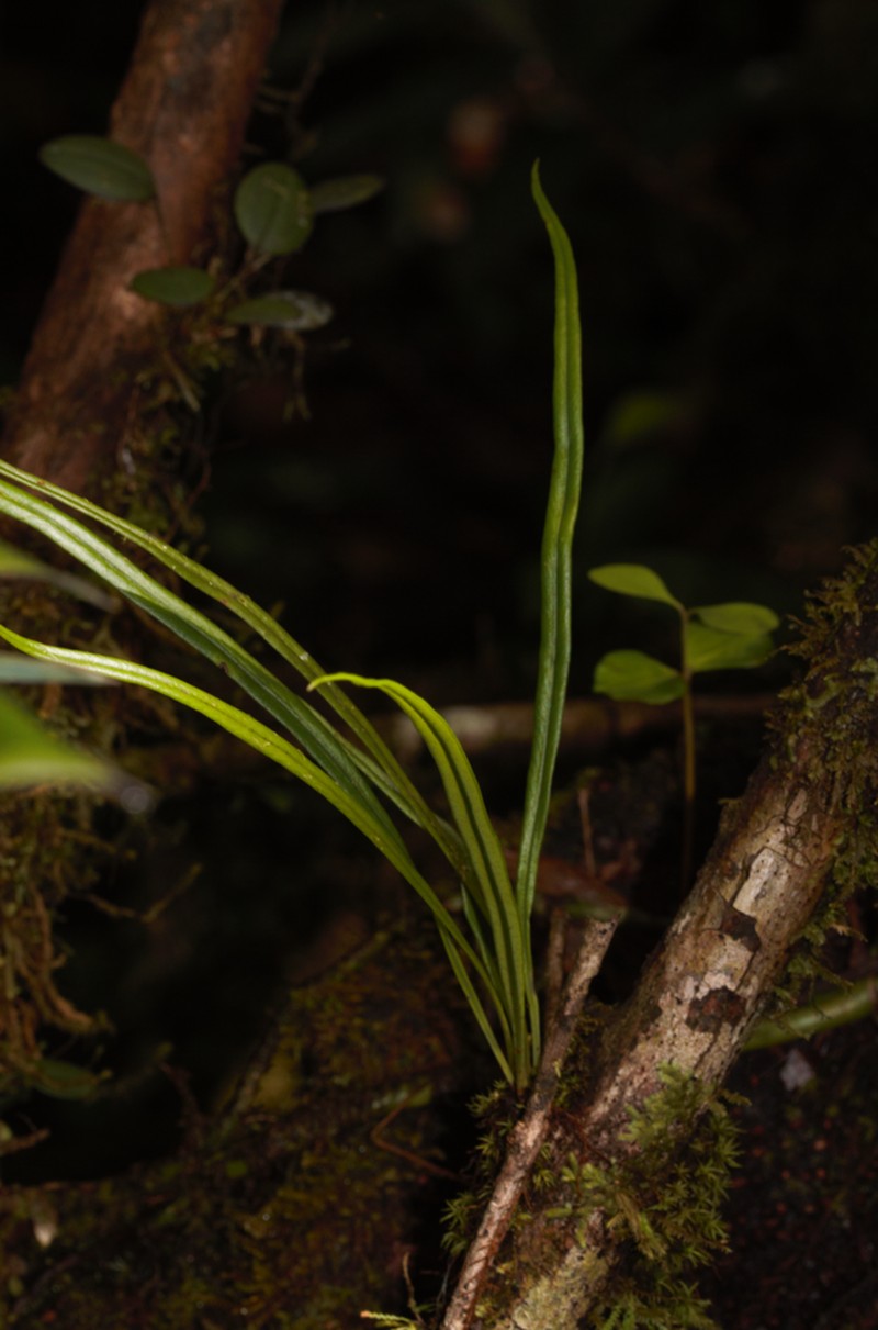 Thickroot Tonguefern photo 3