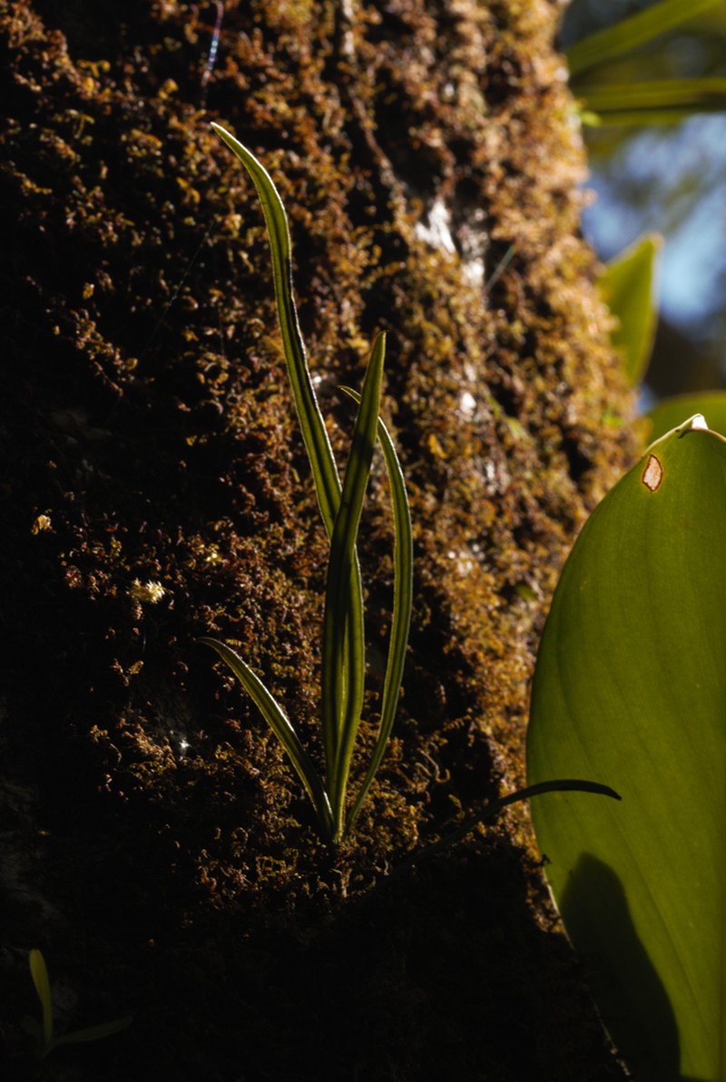 Thickroot Tonguefern photo 5