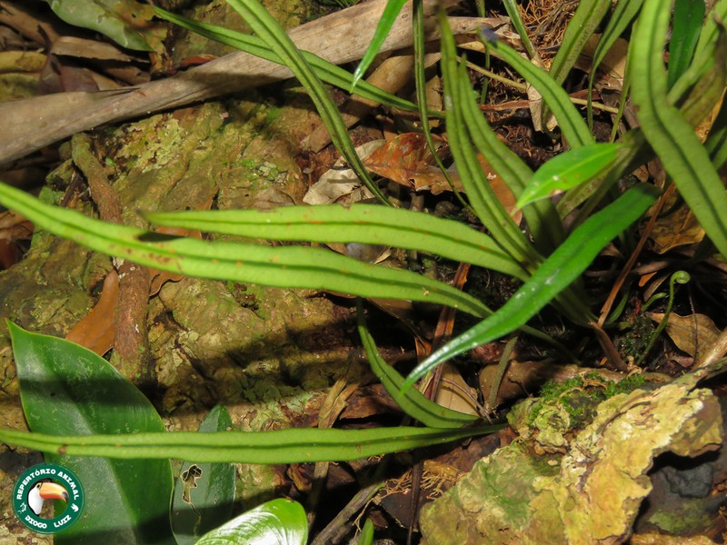 Thickroot Tonguefern photo 6