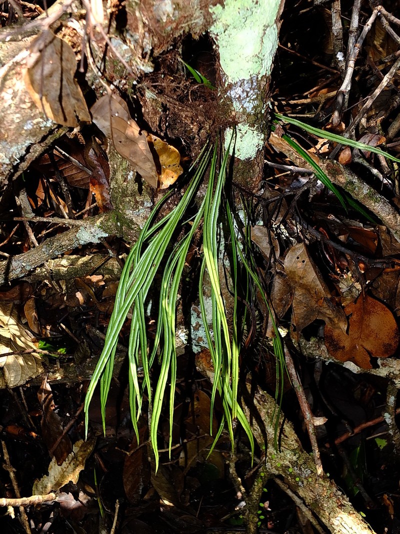 Thickroot Tonguefern photo 7
