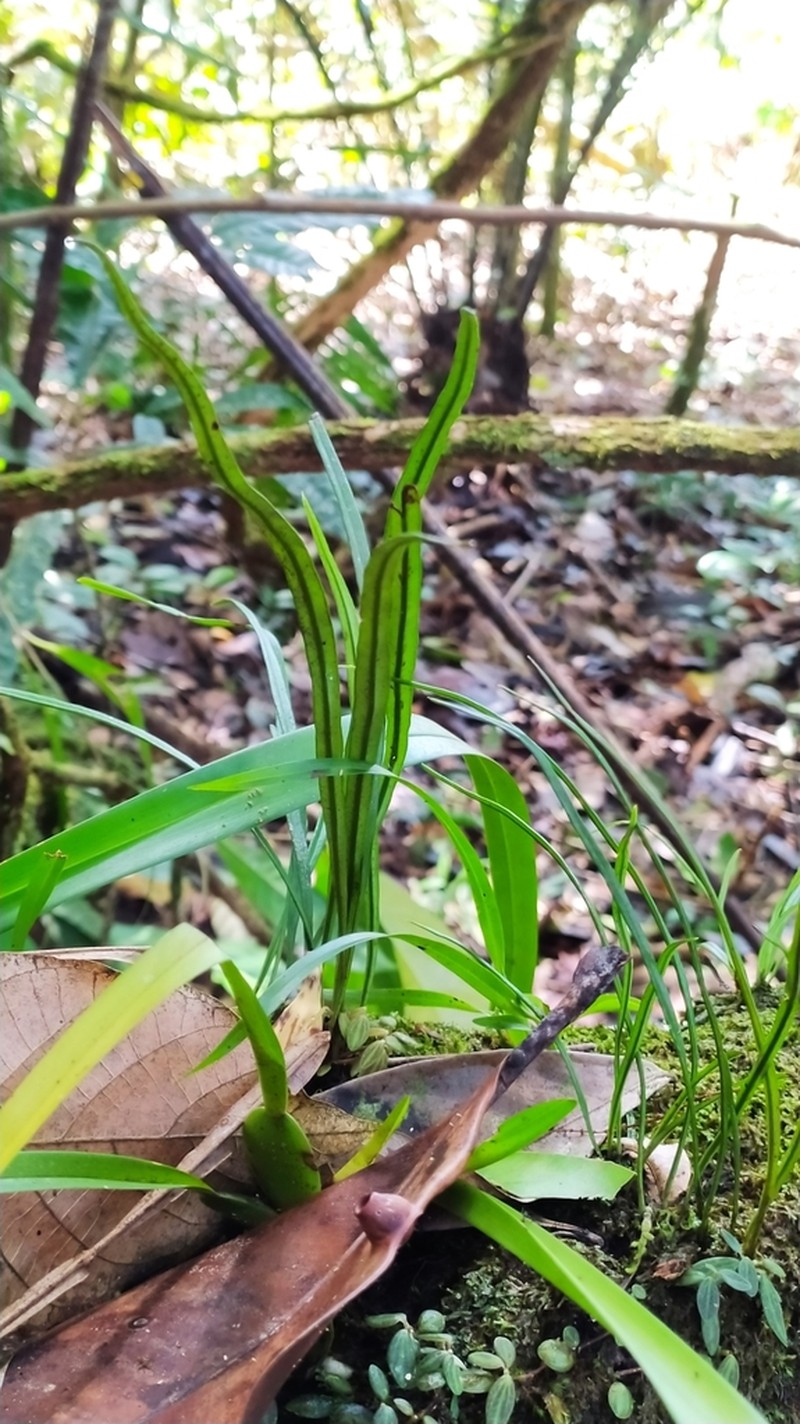 Thickroot Tonguefern photo 8