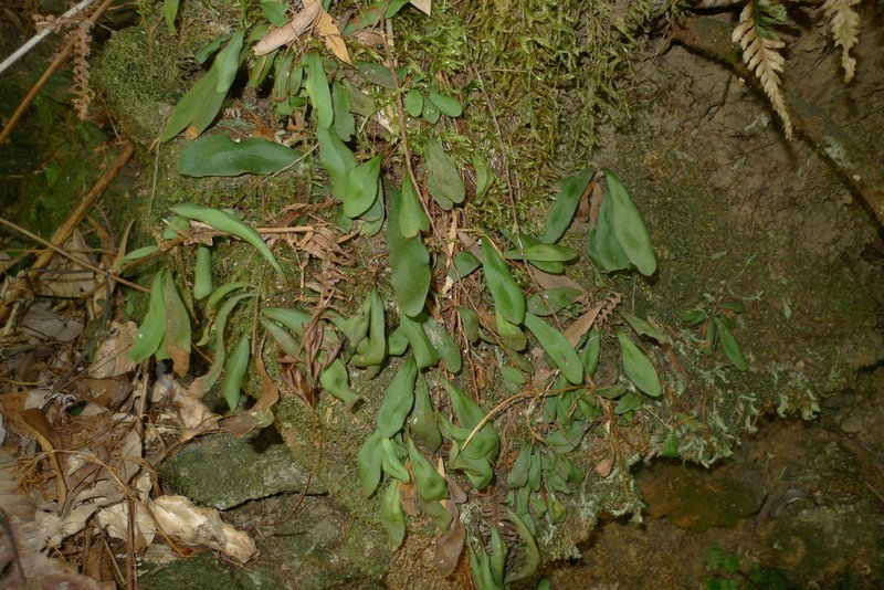 Elaphoglossum glabratum photo 2