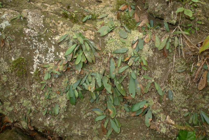 Elaphoglossum glabratum photo 3