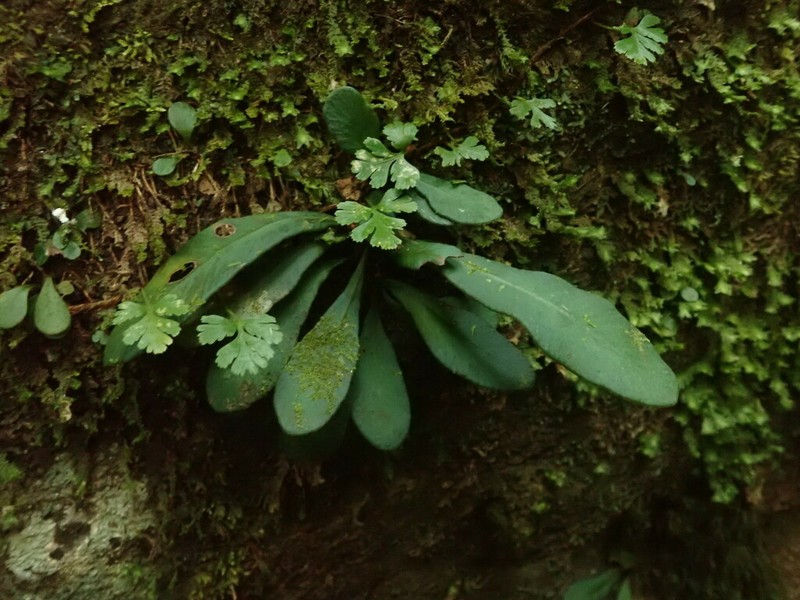 Elaphoglossum glabratum photo 4