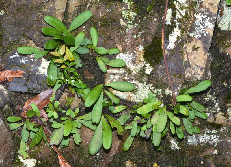 Elaphoglossum glabratum photo 5