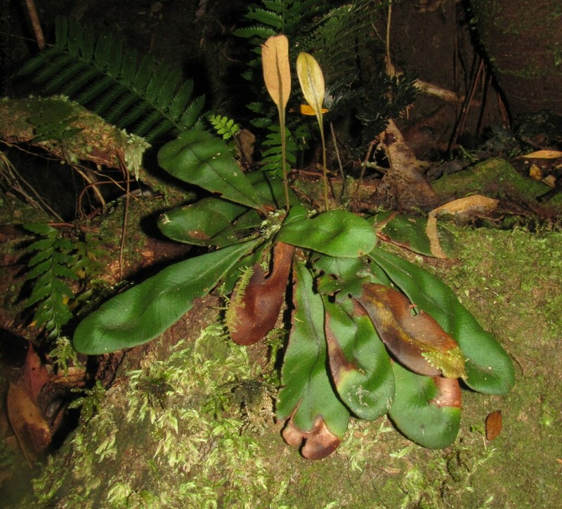 Elaphoglossum glabratum photo 6