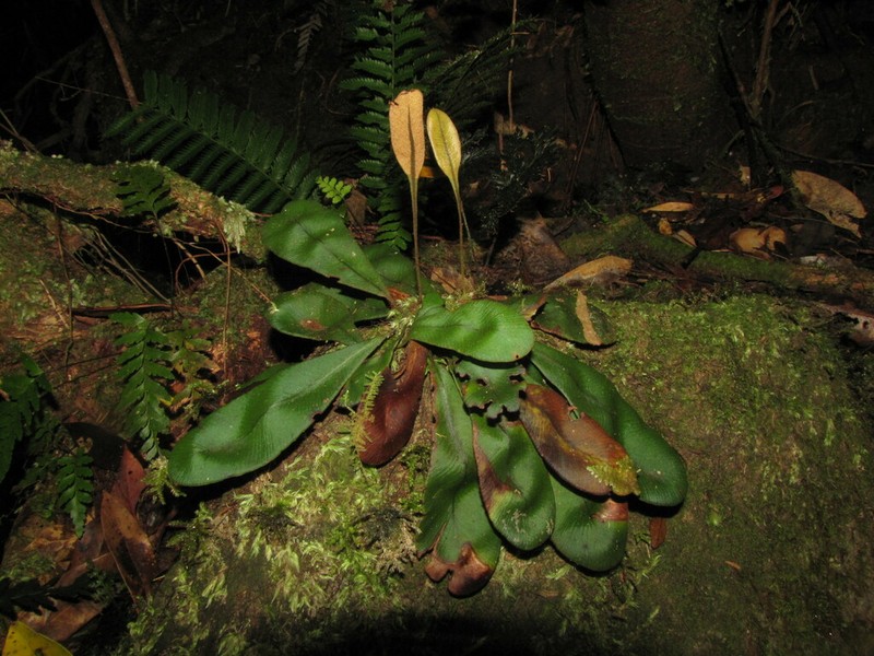 Elaphoglossum glabratum photo 7