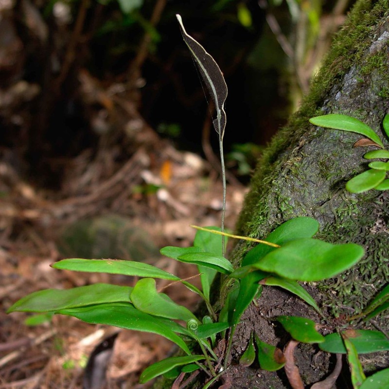 Elaphoglossum glabratum photo 8