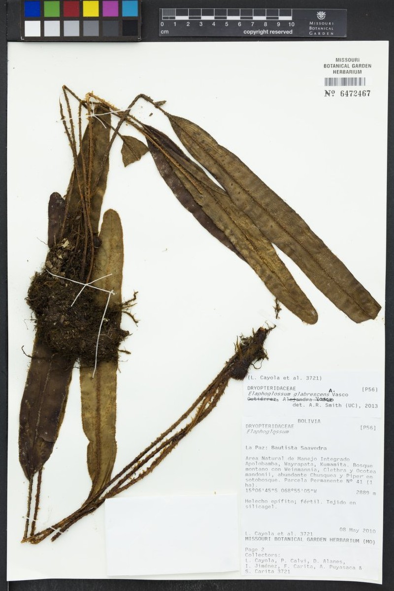 Elaphoglossum glabrescens