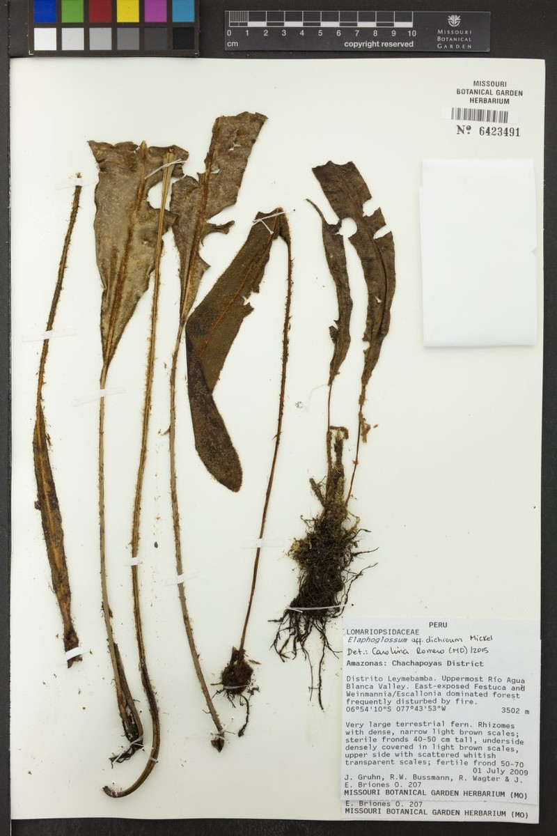 Elaphoglossum glabrescens photo 2