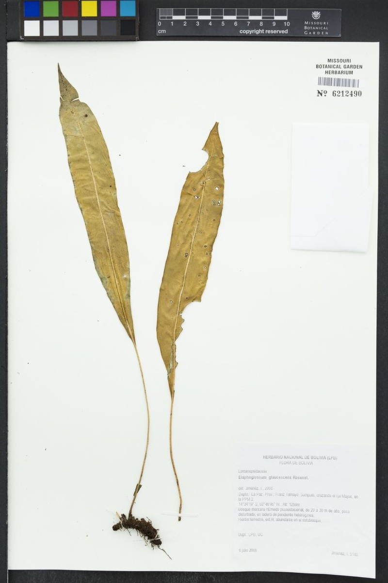 Elaphoglossum glaucescens photo 2