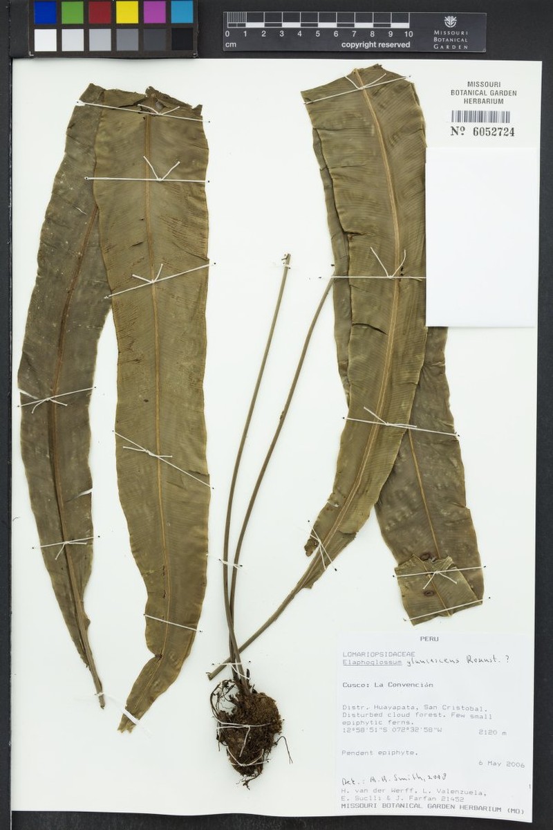 Elaphoglossum glaucescens photo 3