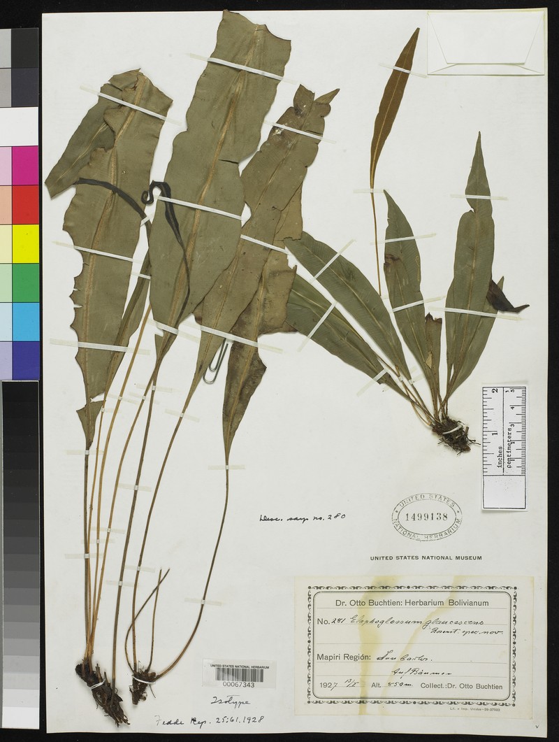 Elaphoglossum glaucescens