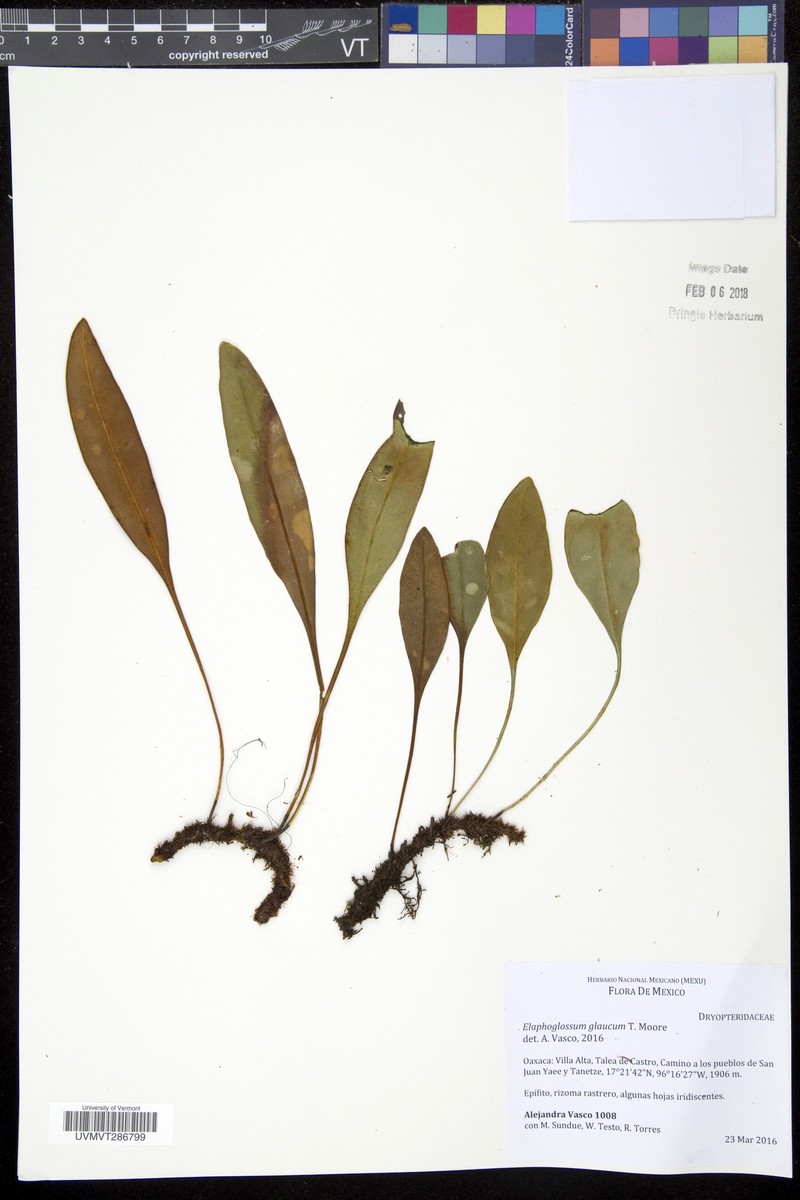 Elaphoglossum glaucum