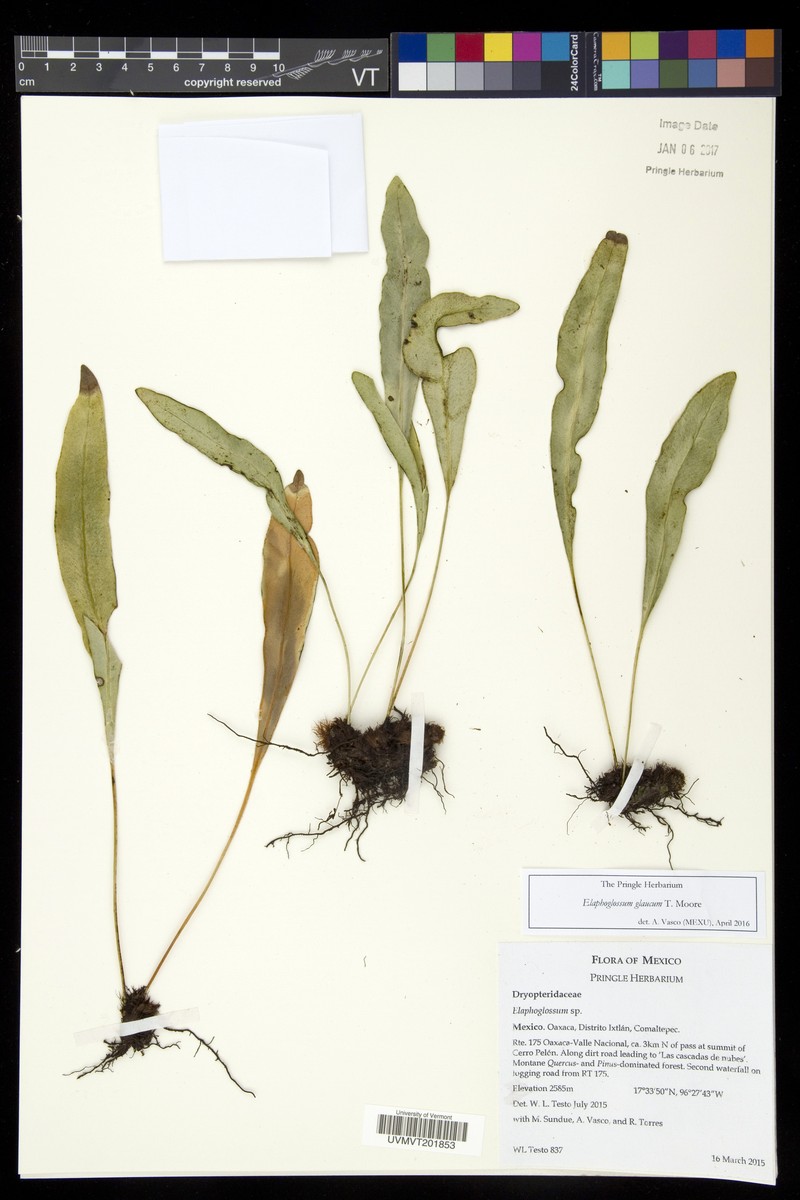 Elaphoglossum glaucum photo 2