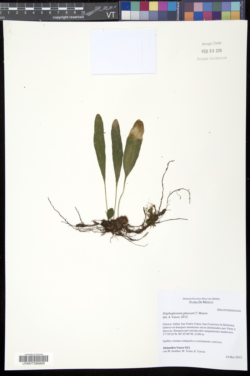 Elaphoglossum glaucum photo 3