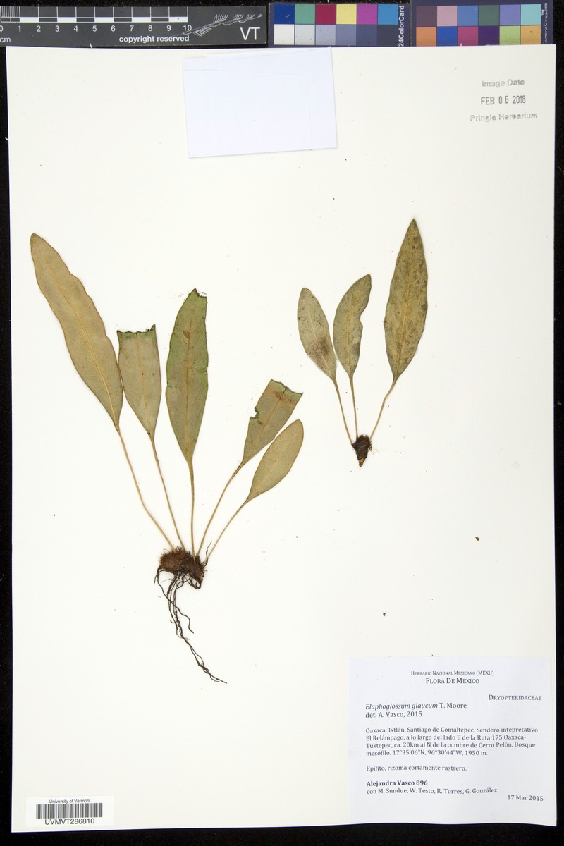Elaphoglossum glaucum photo 4