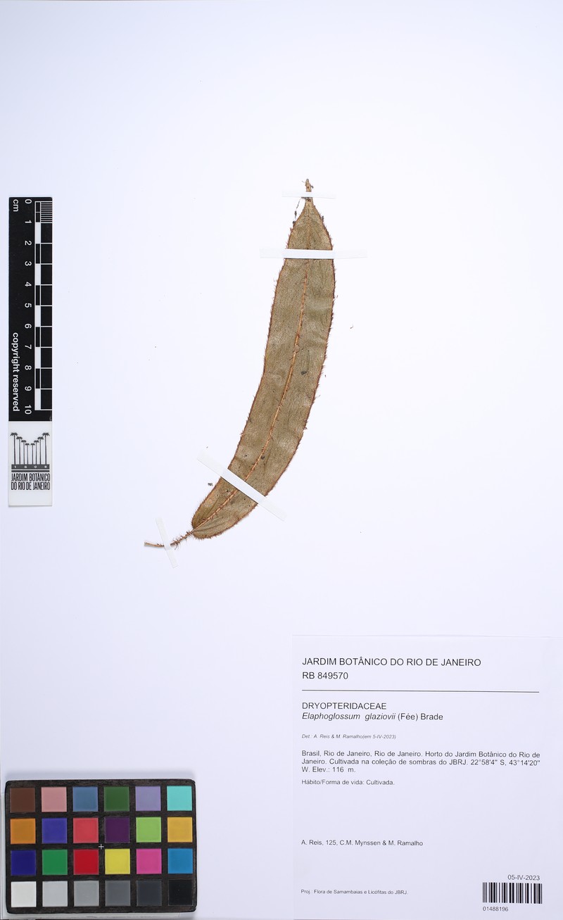 Elaphoglossum glaziovii