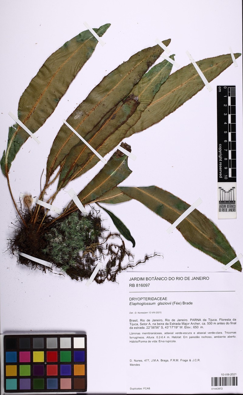 Elaphoglossum glaziovii photo 2