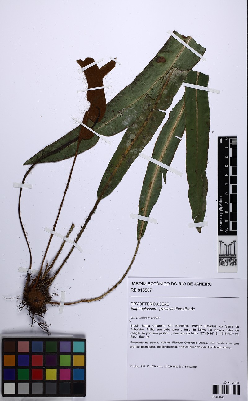 Elaphoglossum glaziovii photo 3
