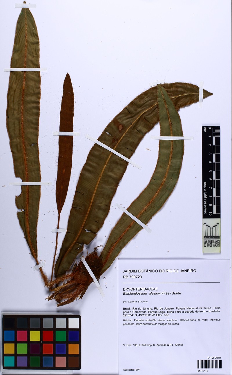 Elaphoglossum glaziovii photo 4