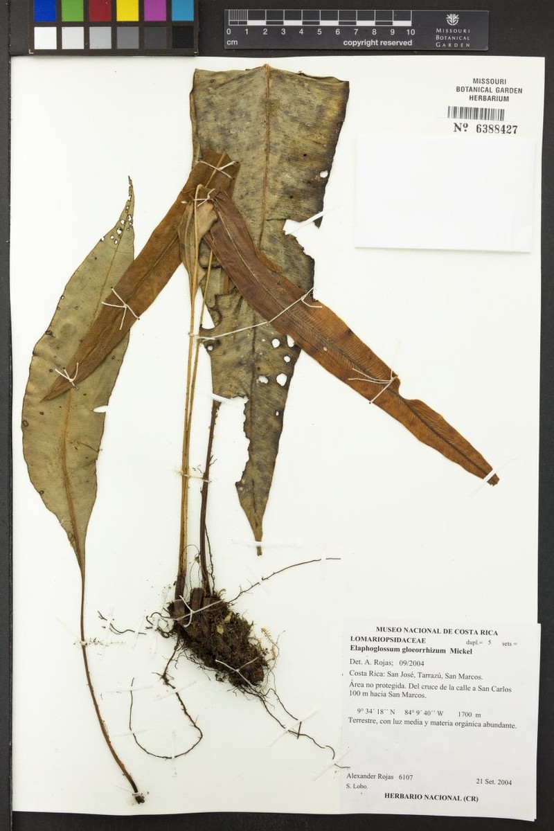 Elaphoglossum gloeorrhizum