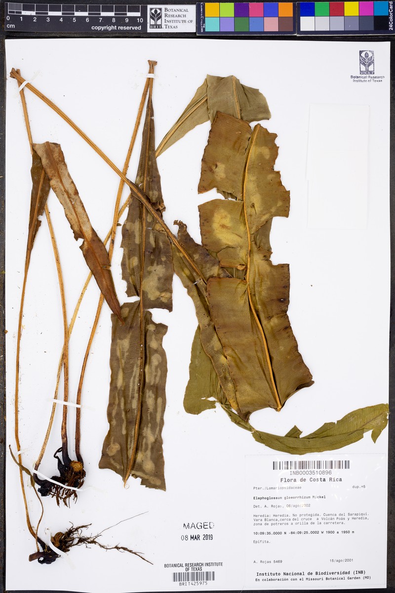 Elaphoglossum gloeorrhizum photo 2