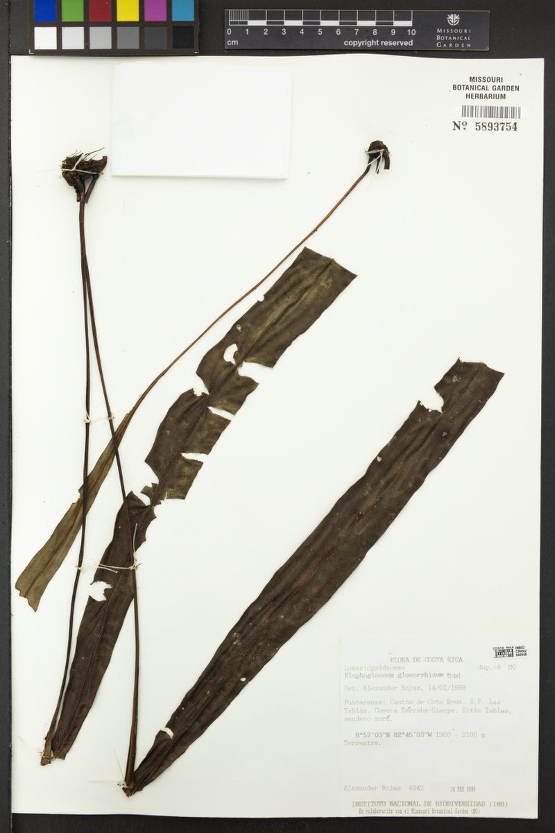 Elaphoglossum gloeorrhizum photo 3