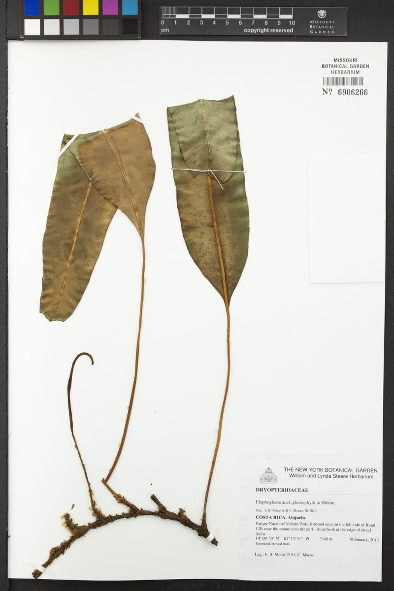 Elaphoglossum gloeorrhizum photo 4