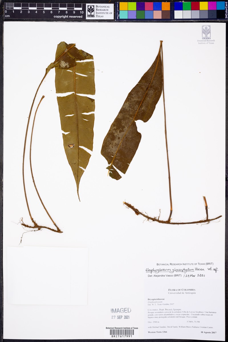 Elaphoglossum glossophyllum
