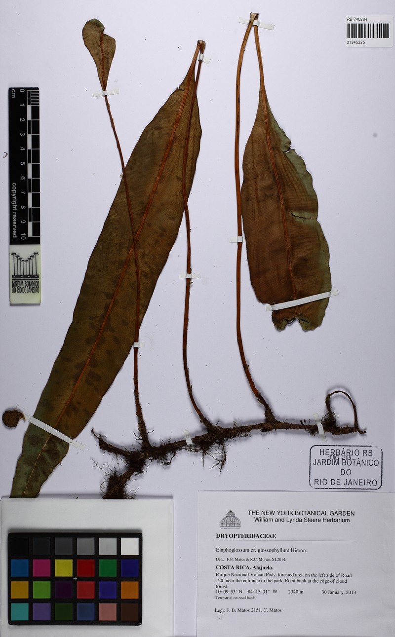 Elaphoglossum glossophyllum photo 2