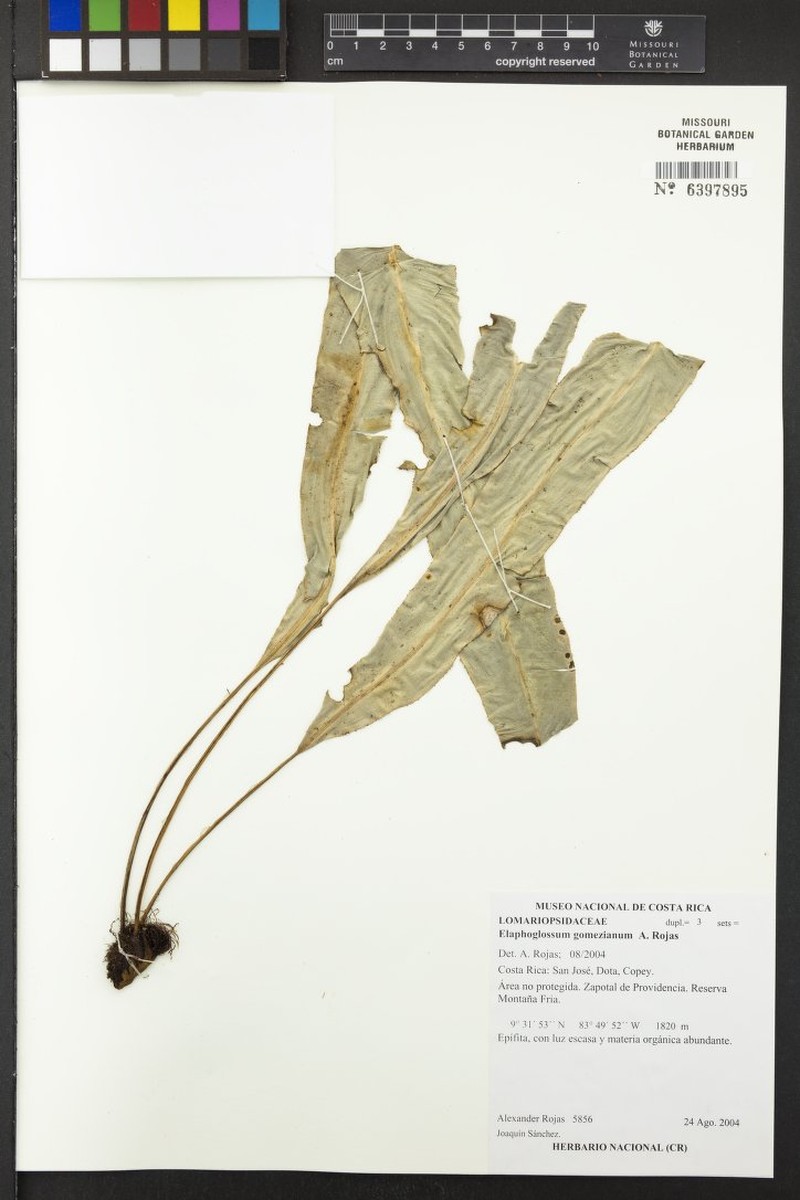 Elaphoglossum gomezianum